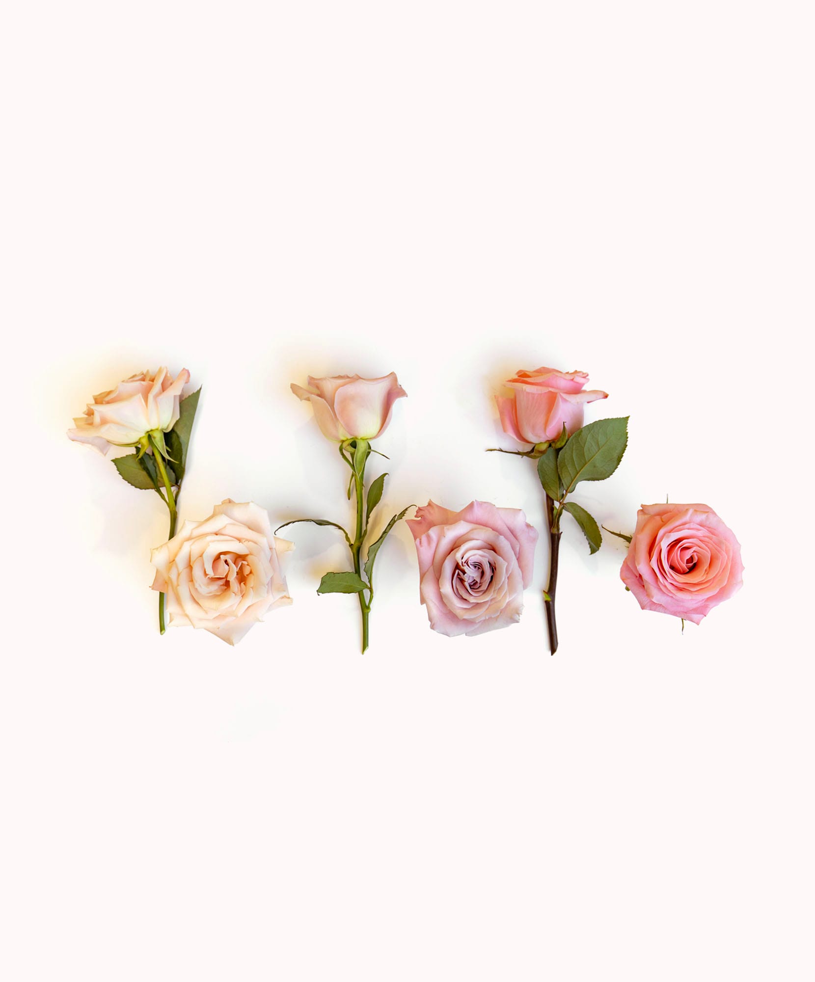 Delicate pastel roses in various shades arranged elegantly on a soft background.